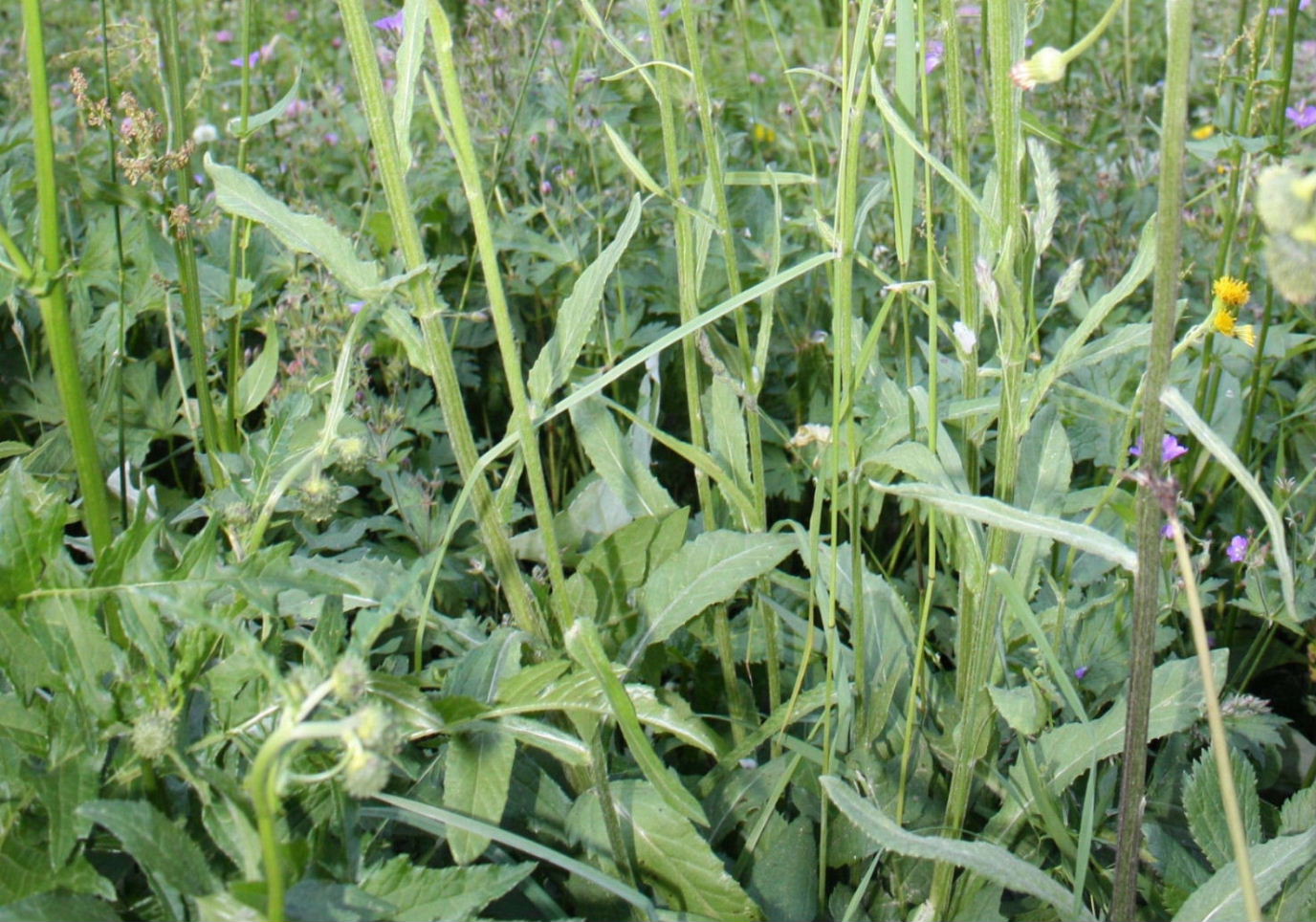 Asteracea da determinare-12